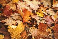 Fall Leaf Collection Program